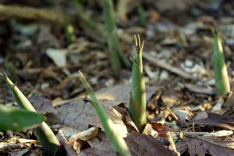 Its Not Work Its Gardening Bamboo Shoots