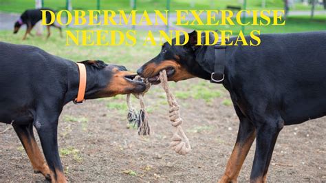 Doberman Pinscher Exercise Needs And Ideas Youtube