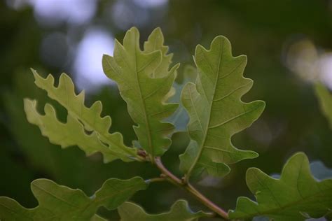 9 Types Of Oak Trees In Australia Progardentips