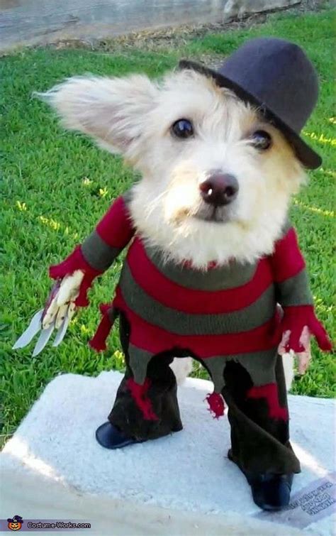 I Dont Always Dress Up My Dog For Halloween Funny Pictures Quotes Pics Photos Images