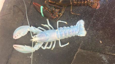 Rare White Lobster Caught In The Gulf Of Maine Wgme