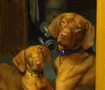 Pictured on about us tab. Puppies For Sale in Michigan - Red Dog Kennels