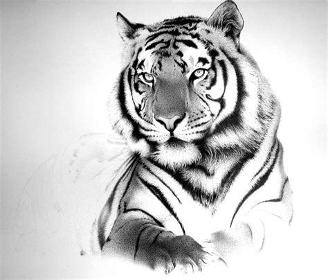 Tiger Sketch Drawing 10 Cool Tiger Drawings For Inspiration Tiger