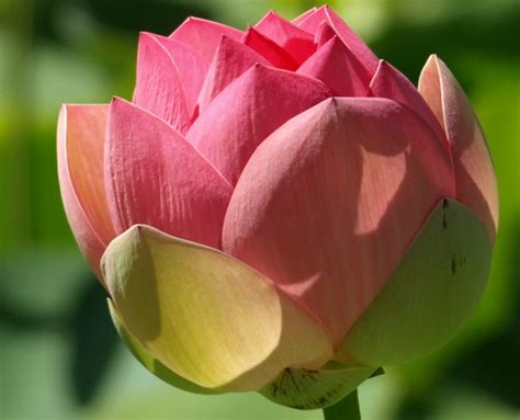 Adelaide Botanic Gardens Nelumbo Nucifera Sacred Lotus Flickr