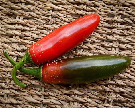 Sport Pepper Premium Seed Packet Record Hottest In The World More