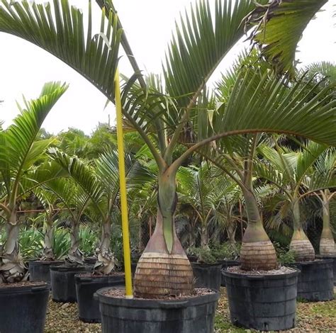 Bottle Palm Hyophorbe Lagenicaulis Palmco Wholesale Palms Florida