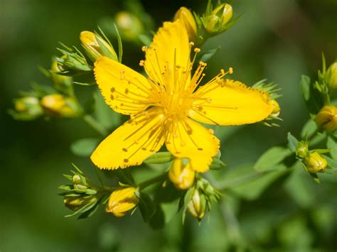 John's wort with antidepressants can cause a dangerous increase in levels of serotonin, a hormone that affects mood. Hypericum perforatum - Common St. John's Wort | World of ...