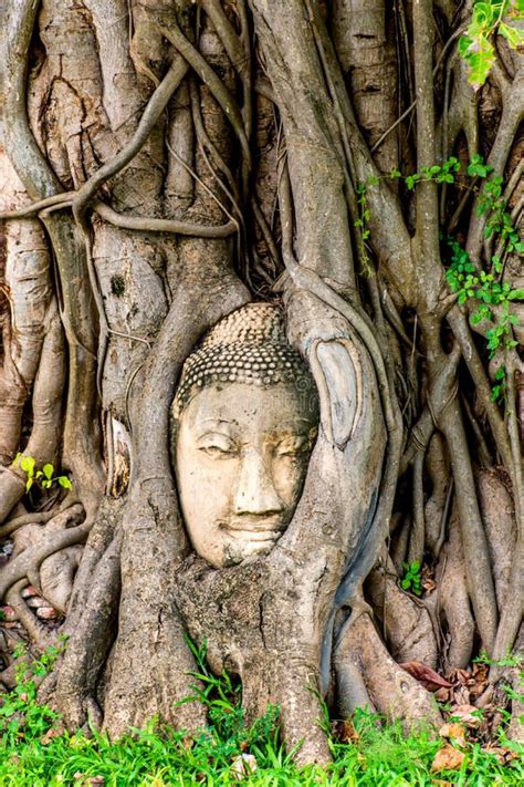 Buddha Head In Tree Roots At Wat Mahathat Stock Image Image Of