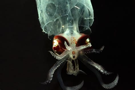 Deep Sea Mission Off Hawaii Reveals Mysterious Alien Like Creatures Buzzfeed News