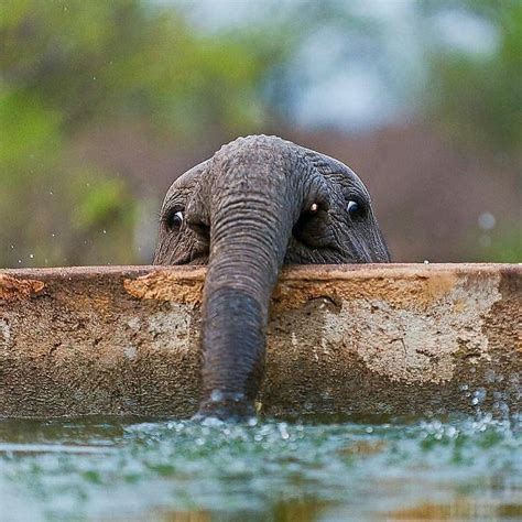 Baby Elephant Blowing Bubbles : pics