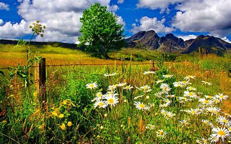 Hd Wallpaper Spring Landscape Chamomile Flowers And Green Grass
