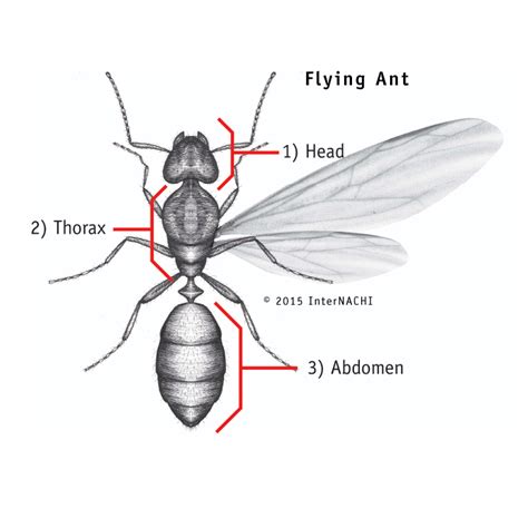 Em Pest Control Difference Between Termite Swarmer And Flying Ant