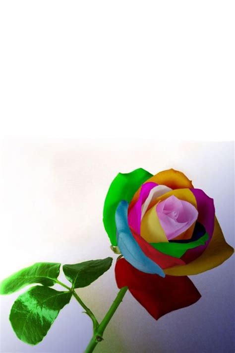 Rainbow Rose Experiment For The Kids Cut The Stem Of A White Rose Into