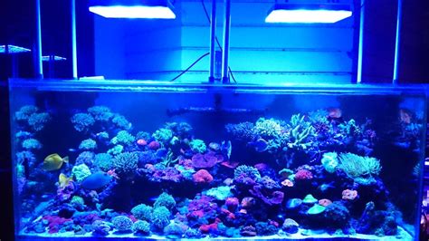 Led Aquarium Lighting Blog Orphek Beautiful 200 Gallon Using
