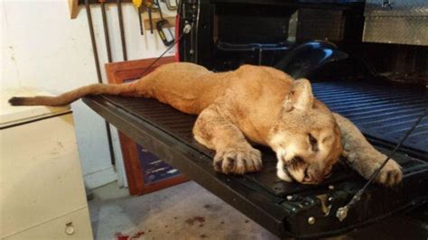 This empowers people to learn from each other and to better understand the world. Cougar shot in Whiteside County | Local News | qctimes.com
