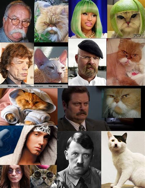 Cats That Look Like Famous People Funny