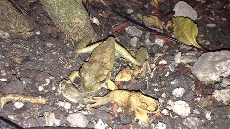 Known by many just for their croaking and peeping early in the mornings, frogs are mysterious and elusive creatures. What do frogs eat? This frog breaks a lizards neck...then ...