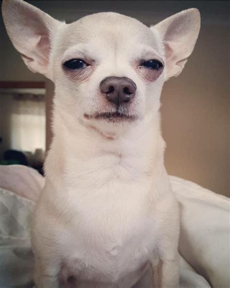Dogs All Over The World Are Mastering The Disapproving Glare