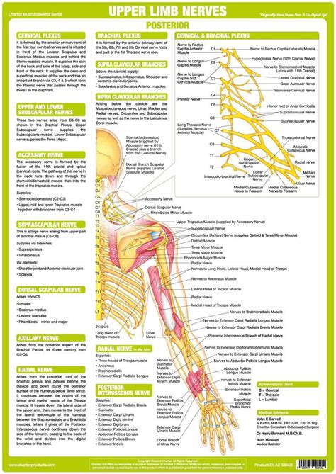 Sensory (afferent) nerves and motor (efferent) nerves. Upper Limb Nerve Chart - Posterior | Nervous system ...