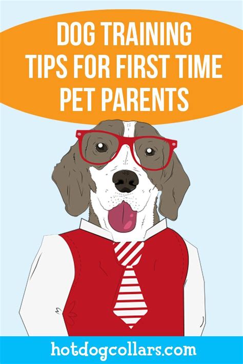 Dog Training Tips For First Time Pet Parents Check Out This Dog