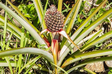 Blooming Pineapple Plant In A Garden Stock Image Image Of Head