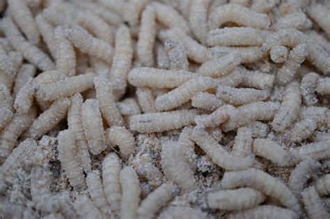 What Are Maggots And How To Get Rid Of Them Dengarden