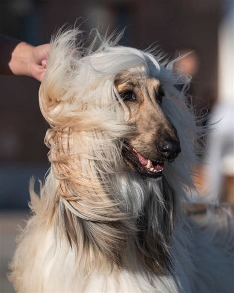 Can A Afghan Hound Live In Afghanistan
