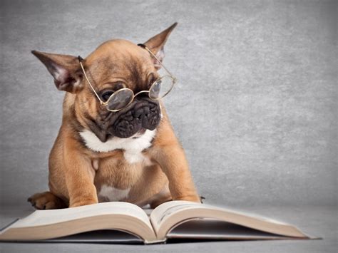 Dog Reading A Book Wallpapers And Images Wallpapers Pictures Photos