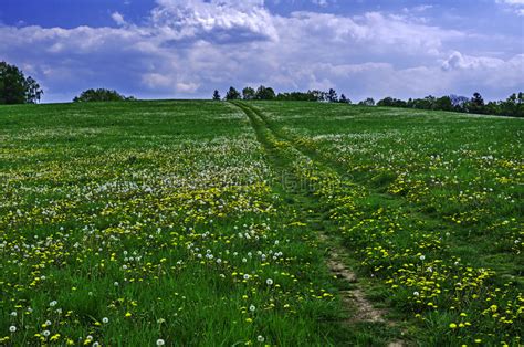 Landscape With Dirt Road Between Green Fields Stock Image Image Of