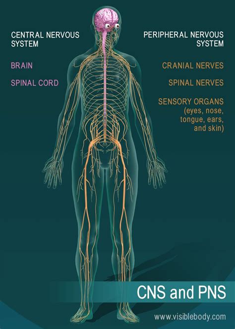 The Brain And Spinal Cord Make Up The Central Nervous System Cns The