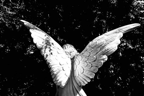 Nature Animal Angel Figure Close Up Greyscale Art And Craft