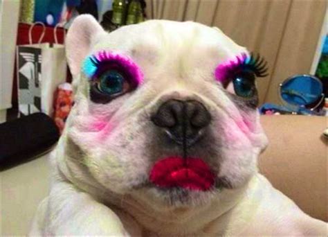 Animals Wearing Makeup Pearltrees
