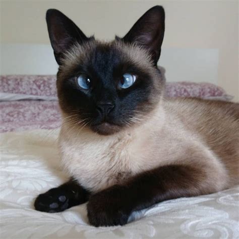 Traditional Siamese Cat Breed Multiverses Journal