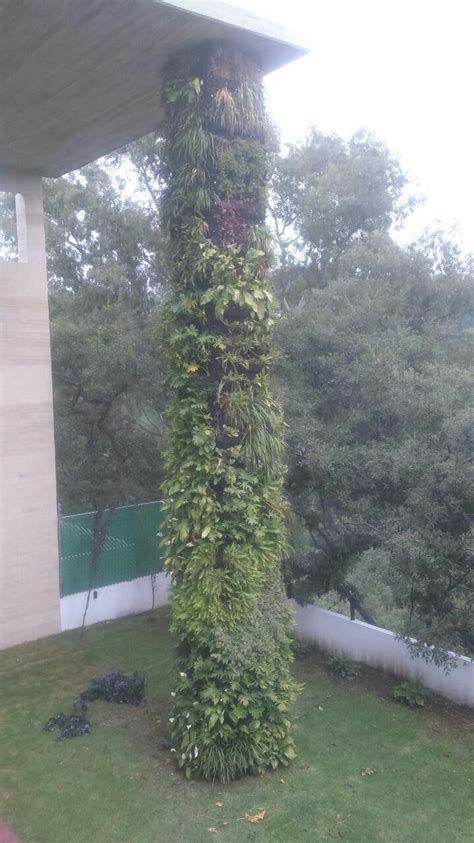 A Very Tall Plant With Lots Of Green Plants Growing Up Its Side In The