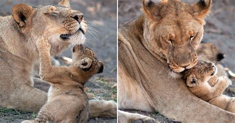 Playful Lion Cub Is Mothers Pride And Joy As They