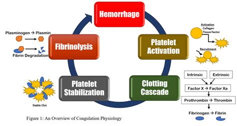 The Physiology Of Coagulation And Blood Product Transfusions Jems