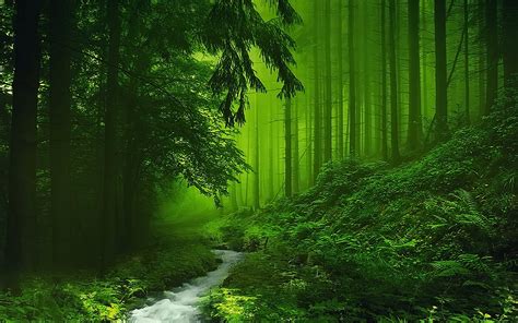 River In Green Misty Forest Hd Wallpaper Background Image 1920x1200