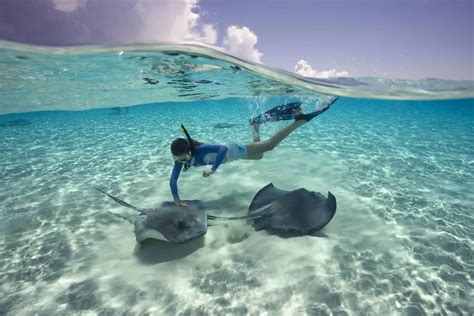 Swimming With Stingrays Eagle Discovery Transfers Tours