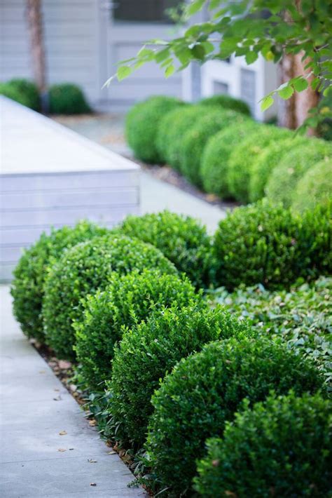 Boxwood Is So Beautiful In A Garden Very Crisp And Clean Front Yard