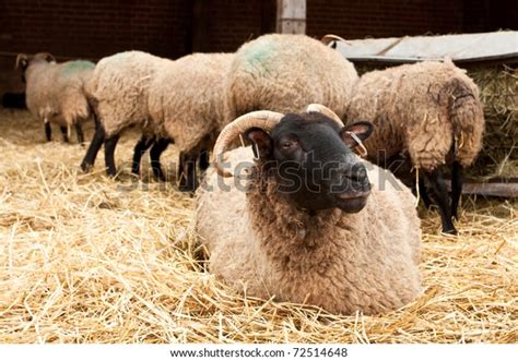 Breeding Norfolk Horn Sheep Ovis Canadensis Stock Photo 72514648