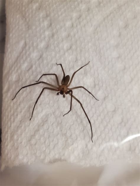 Male Loxosceles Reclusa Brown Recluse In Hawesville Kentucky United
