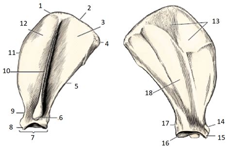 Canine Scapula Diagram Quizlet