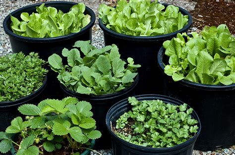 Pot And Container Sizes For Growing Vegetable Crops