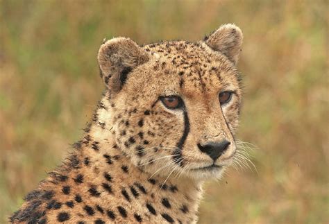 Listen to a song about animals living by the river. Cheetah Facts | Cool Kid Facts