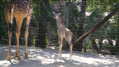 Brevard Zoo Offering Free Admission For Kids In August And September