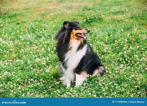 Rough Collie Scottish Collie Long Haired Collie English Collie