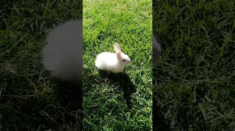 Little Rabbits Youtube