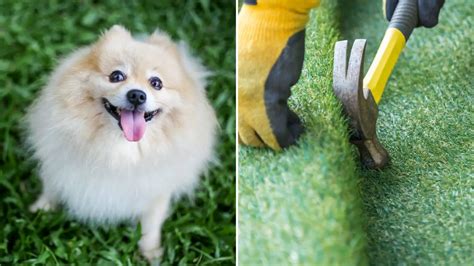 Can Dogs Be Allergic To Artificial Grass The Guide