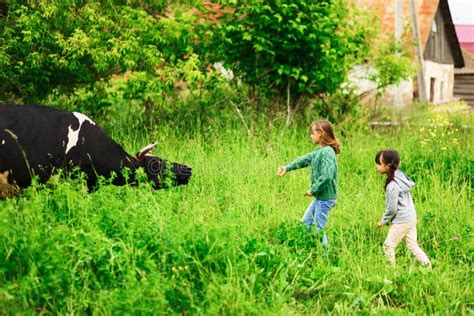 Kids Feeding Cow On A Farm Stock Photo Image Of Cowgirl 60119668
