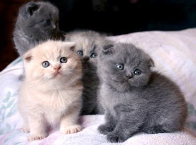 Find a kittens near me. Pinterest • The world's catalog of ideas